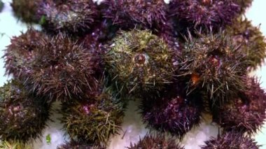 karda bir pazar tezgahında taze deniz kestanesi