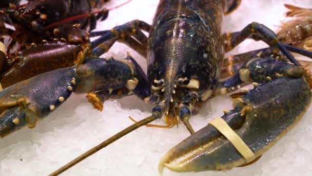 Live kreeft op de ijsmarkt teller — Stockvideo