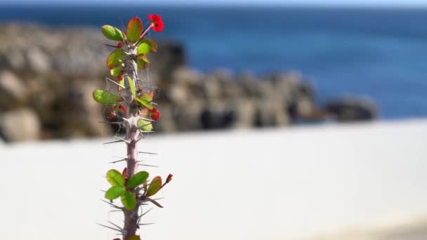Красный цветок с шипами, покрытыми паутиной, раскачивающейся на ветру — стоковое видео