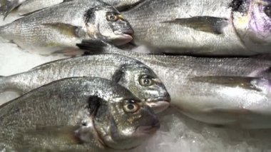 buz üzerinde taze dorada balık. Balık pazarında buz üzerinde deniz ürünleri