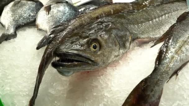Close up de pescada fresca, Merluza, em um balcão de mercado na neve . — Vídeo de Stock