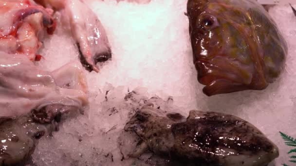 Pescado fresco y calamar en un mostrador de la tienda en la nieve — Vídeo de stock