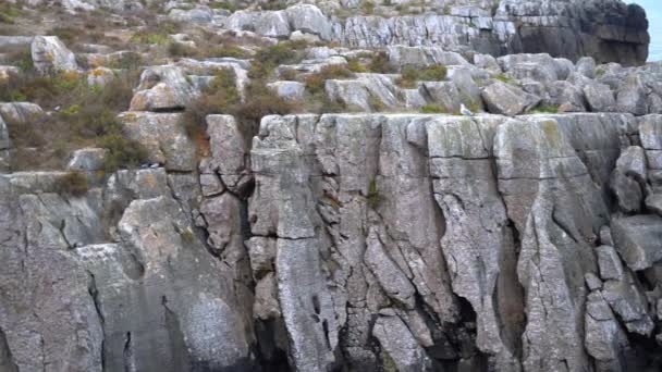 Hermosos acantilados junto al océano. Una gaviota se sienta en las rocas . — Vídeos de Stock
