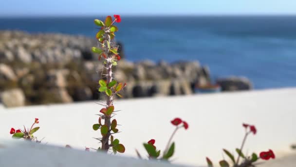 Красный цветок с шипами против океана в солнечный день — стоковое видео