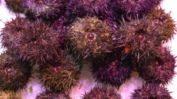 Fresh sea urchins on a market counter in the snow. Seafood. — Stock Video