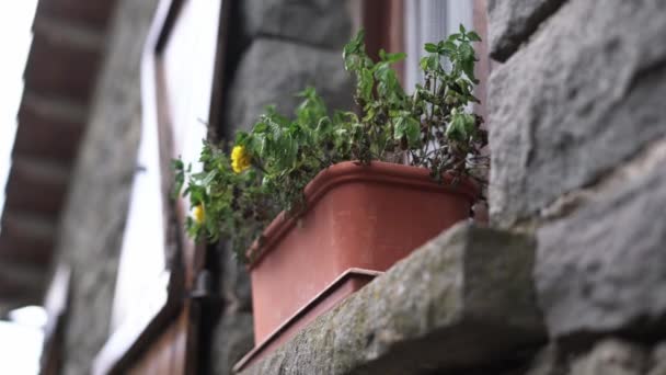 Verwelkte bloem in pot op vensterbank van stenen huis. Herfst depressie Concept — Stockvideo