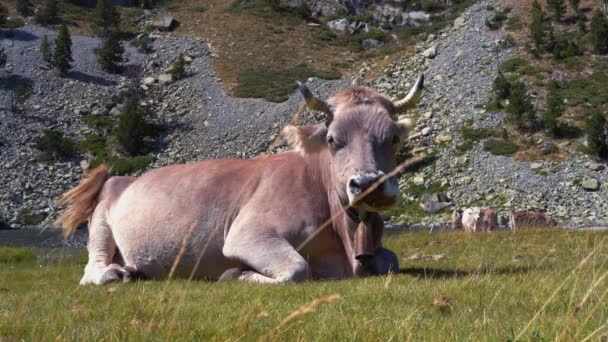 Vaca gris se encuentra en un prado al pie de las montañas a orillas de un río de montaña — Vídeos de Stock