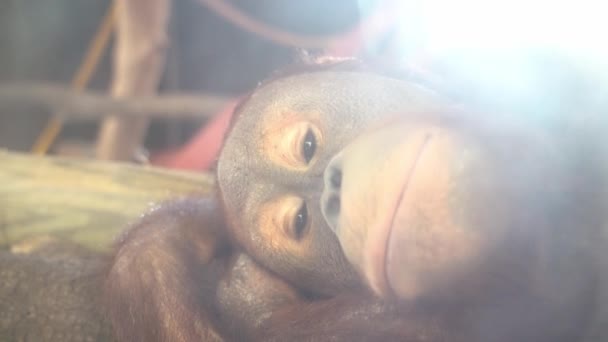 Sorgligt apansikte, på nära håll. porträtt av en apa som ligger på en trädgren — Stockvideo