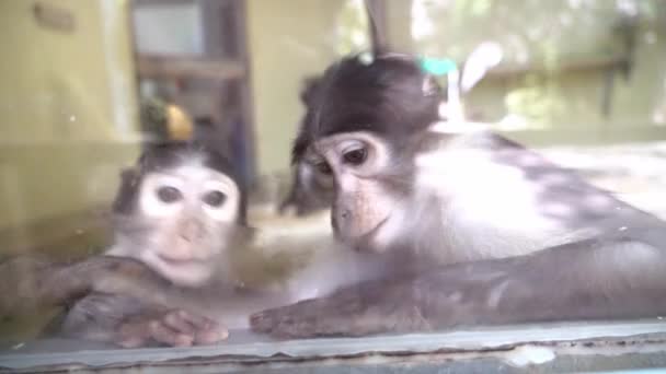 Deux singes drôles regardent dans la lentille de la caméra à travers le verre. — Video