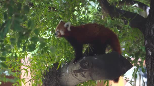 Червона панда їсть листя, сидячи на дереві, крупним планом — стокове відео