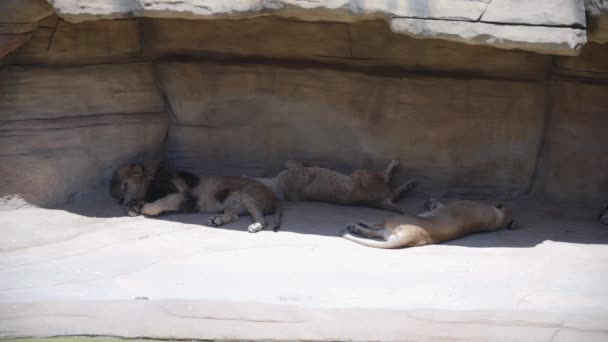 Löwe und zwei Löwinnen schlafen unter einem steinernen Baldachin in einem Nationalpark — Stockvideo