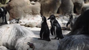 Güneşli havada beyaz bir taşın üzerindeki penguenler