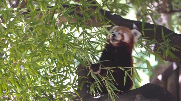 Červená panda sedí na stromě a jí listí — Stock video