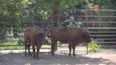 İki bizon yan yana duruyor.