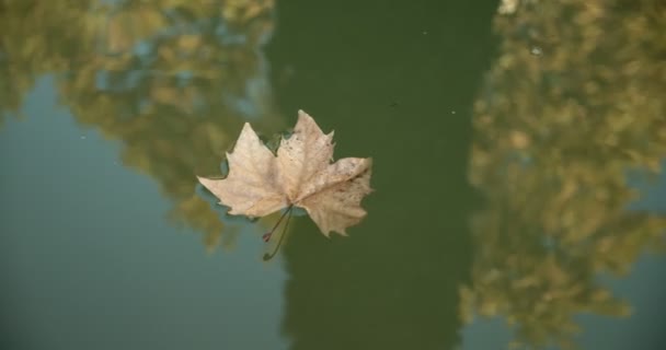 Yellow dry leaf on water. sadness, depression, boredom concept — Stock Video