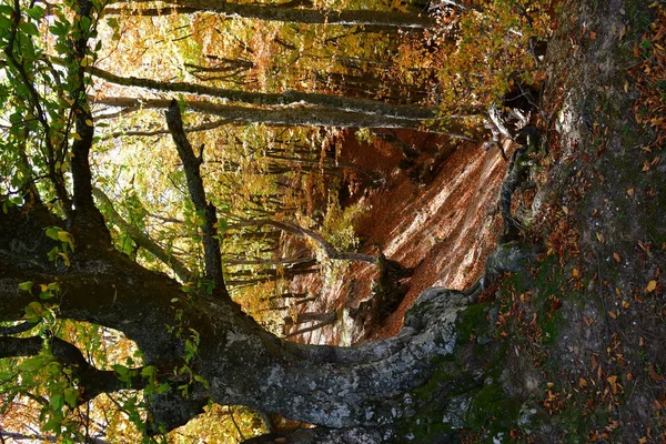 Die Große Buche Herbstwald — Stockfoto