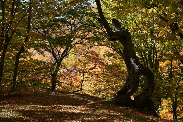 stock image Autumn in a beech forest