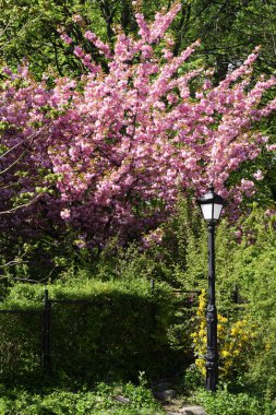 Kaliningrad hayvanat bahçesinde Sakura ağacı