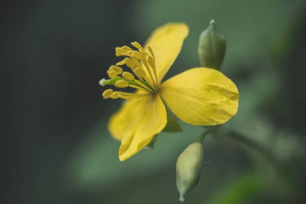 花园里黄花的宏照片 — 图库照片