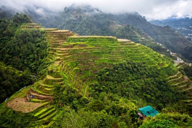 Banaue pirinç terasları görünümü