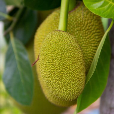 Olgun Jack meyvesi ya da ağaçtan sarkan Kanun. Bahçedeki meyveleri yakın..