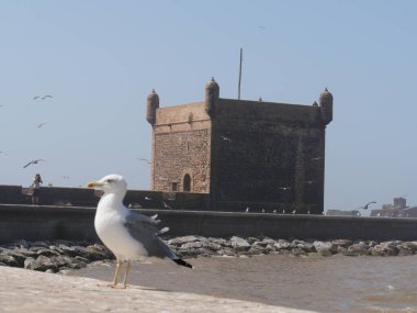 ESSAOUIRA, MOROCCO - 24 Eylül 2019: Essaouira eski kasaba manzarası güneşli bir günde. Limanda ve balıkçılıkta mavi balıkçı tekneleri