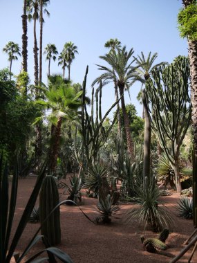 MARRAKECH, MOROCCO - 23 Eylül 2019: Güzel Majorelle Garden, Marakeş 'te Yves Saint Laure tarafından tasarlanan bir botanik, tropikal bahçe ve sanatçının manzara bahçesi.