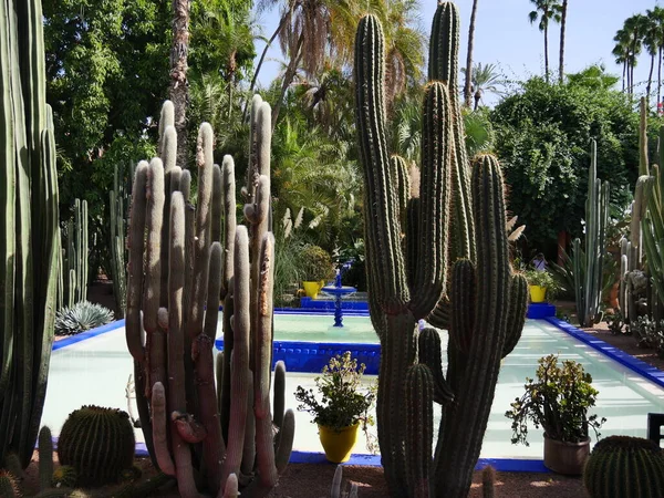 MARRAKECH, MOROCCO - 23 Eylül 2019: Güzel Majorelle Garden, Marakeş 'te Yves Saint Laure tarafından tasarlanan bir botanik, tropikal bahçe ve sanatçının manzara bahçesi.