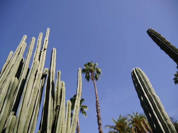 MARRAKECH, MOROCCO - 23 Eylül 2019: Güzel Majorelle Garden, Marakeş 'te Yves Saint Laure tarafından tasarlanan bir botanik, tropikal bahçe ve sanatçının manzara bahçesi.