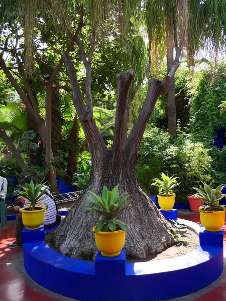 MARRAKECH, MOROCCO - 23 Eylül 2019: Güzel Majorelle Garden, Marakeş 'te Yves Saint Laure tarafından tasarlanan bir botanik, tropikal bahçe ve sanatçının manzara bahçesi.