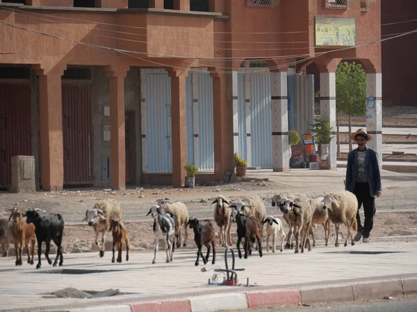 MARRAKECH, Fas - 23 Eylül 2019: Afrika geleneği bir ağaçta. Goatma.
