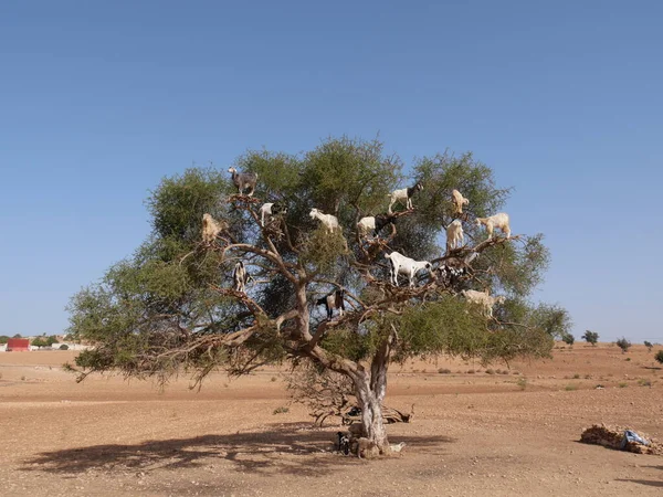 MARRAKECH, Fas - 23 Eylül 2019: Afrika geleneği bir ağaçta. Goatma.