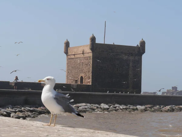ESSAOUIRA, MOROCCO - 24 Eylül 2019: Essaouira eski kasaba manzarası güneşli bir günde. Limanda ve balıkçılıkta mavi balıkçı tekneleri
