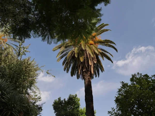 MARRAKECH, MOROCCO - 23 Eylül 2019 Marakeş Bahia Sarayı, Fas 'ın Marakeş şehrinde yer alan bir saray ve bahçedir..