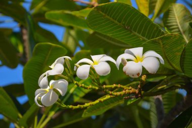 Güzel beyaz tropikal çiçekler