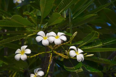 Güzel beyaz tropikal çiçekler