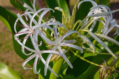 Bahçedeki yeşil bitki