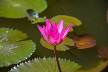 Gölette pembe su zambağı