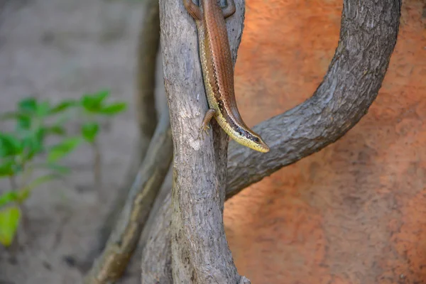 Lagarto Árbol —  Fotos de Stock