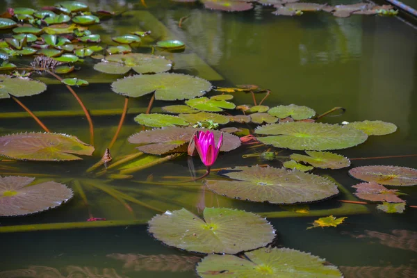 Couleurs Folles Fleurs Tropicales — Photo