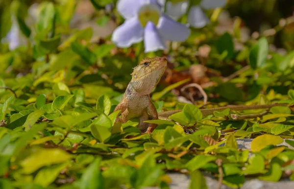 Lagarto Curioso Hierba — Foto de Stock