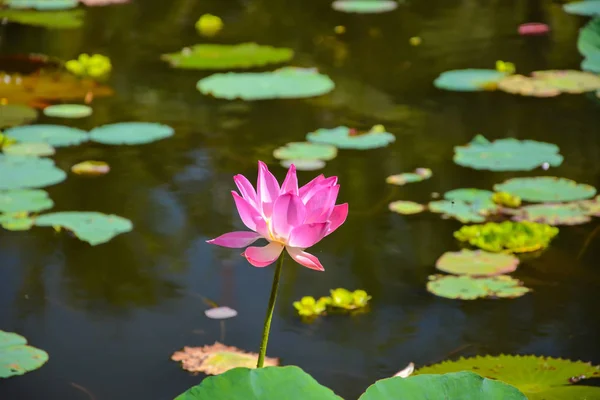 Galna Färger Tropiska Blommor — Stockfoto