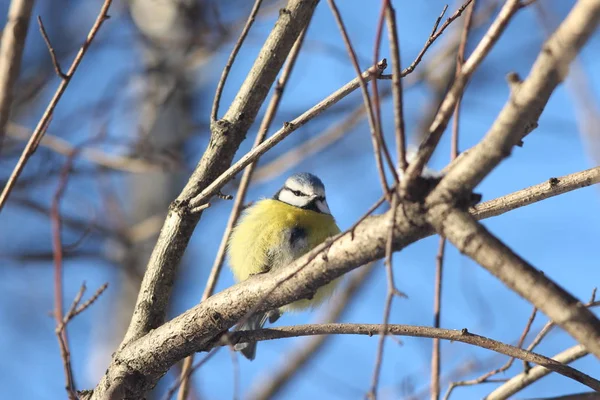 Pájaro Azul Una Rama Rusia — Foto de Stock