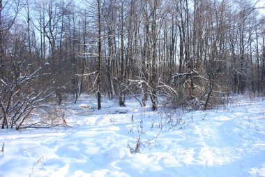 Nehir ve ağaçlarla kaplı kış manzarası