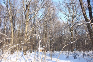 kışın frosty Sunny kış günü ağaçlar