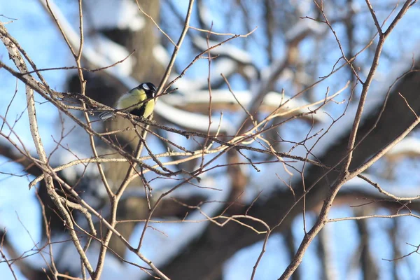 Oiseau Sur Une Branche Fédération Russie — Photo