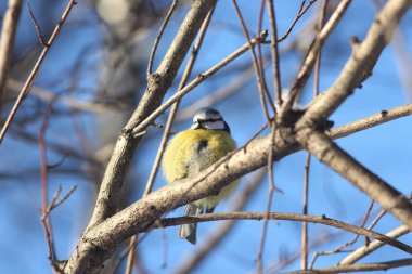 bir şube Rusya Federasyonu üzerinde kuş