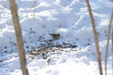 Karlı ağaçlar ve karla kaplı kış manzarası