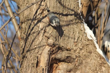 ağaçlarda kuşlar Rusya