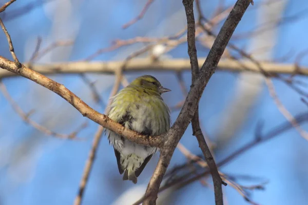 Oiseau Sur Une Branche Fédération Russie — Photo